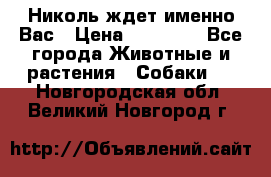 Николь ждет именно Вас › Цена ­ 25 000 - Все города Животные и растения » Собаки   . Новгородская обл.,Великий Новгород г.